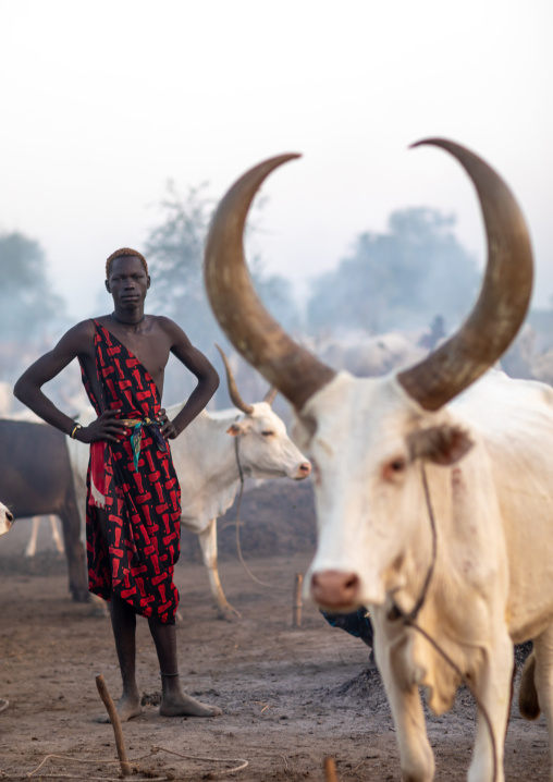 Mundari tribe man with long horns cows in a camp, Central Equatoria, Terekeka, South Sudan