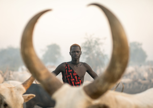 Mundari tribe man with long horns cows in a camp, Central Equatoria, Terekeka, South Sudan