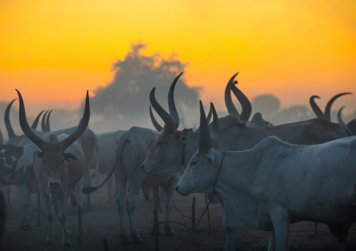 Long horns cows in a Mundari tribe camp, Central Equatoria, Terekeka, South Sudan