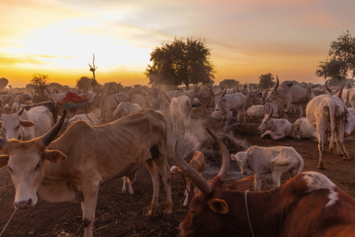 Long horns cows in a Mundari tribe camp gathering around bonfires to repel mosquitoes and flies, Central Equatoria, Terekeka, South Sudan