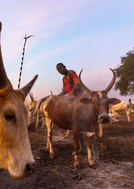 Mundari tribe man covering his cow in ash to repel flies and mosquitoes, Central Equatoria, Terekeka, South Sudan