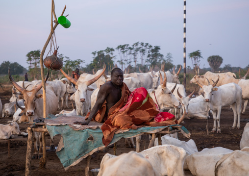 Mundari tribe man resting on a wooden bed in the middle of his long horns cows, Central Equatoria, Terekeka, South Sudan