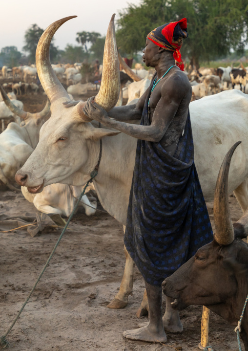 Mundari tribe man covering his cow in ash to repel flies and mosquitoes, Central Equatoria, Terekeka, South Sudan