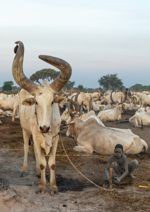 Mundari tribe boy taking care of the long horns cows in the camp, Central Equatoria, Terekeka, South Sudan