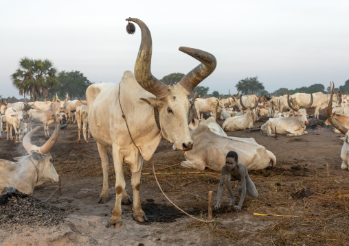 Mundari tribe boy taking care of the long horns cows in the camp, Central Equatoria, Terekeka, South Sudan