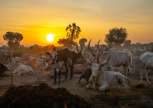 Long horns cows in a Mundari tribe camp gathering around bonfires to repel mosquitoes and flies, Central Equatoria, Terekeka, South Sudan