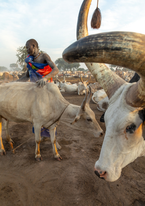 Mundari tribe man taking care of the long horns cows in a camp, Central Equatoria, Terekeka, South Sudan