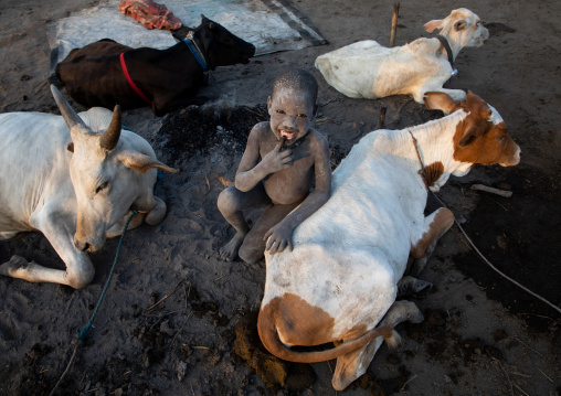 Mundari tribe boy covered in ash taking care of long horns cows in a camp, Central Equatoria, Terekeka, South Sudan