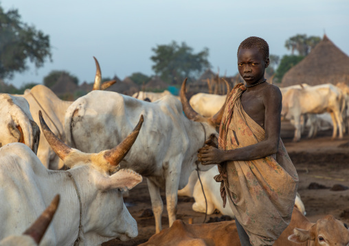 Mundari tribe boy taking care of the long horns cows in the camp, Central Equatoria, Terekeka, South Sudan