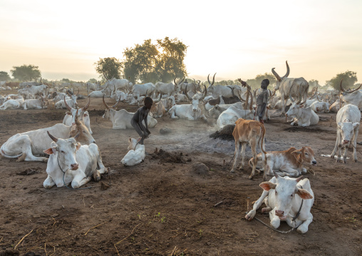 Mundari tribe boy collecting dried cow dungs to make bonfires to repel mosquitoes and flies, Central Equatoria, Terekeka, South Sudan