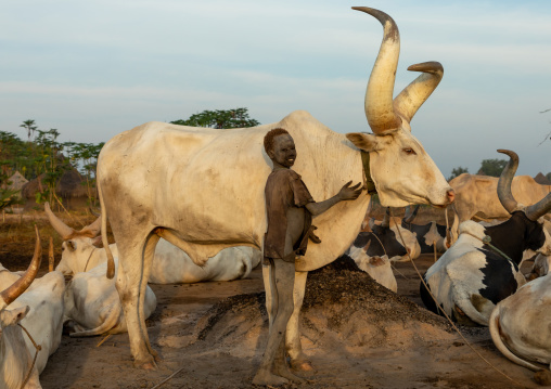 Mundari tribe boy with a long horns cow, Central Equatoria, Terekeka, South Sudan