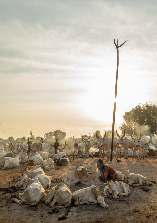 Long horns cows in a Mundari tribe camp gathering around bonfires to repel mosquitoes and flies, Central Equatoria, Terekeka, South Sudan