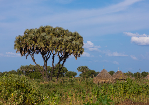 Traditional Mundari tribe village with doum palm trees, Central Equatoria, Terekeka, South Sudan