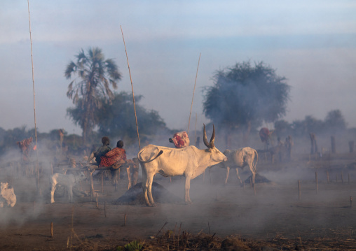 Long horns cows in a Mundari tribe camp gathering around bonfires to repel mosquitoes and flies, Central Equatoria, Terekeka, South Sudan