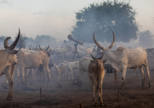 Long horns cows in a Mundari tribe camp, Central Equatoria, Terekeka, South Sudan