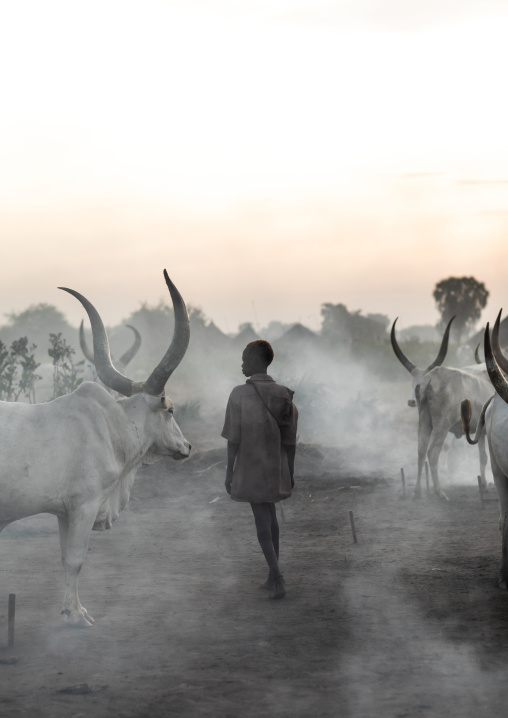 Long horns cows in a Mundari tribe camp gathering around bonfires to repel mosquitoes and flies, Central Equatoria, Terekeka, South Sudan