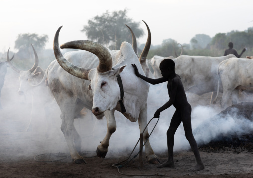 Mundari tribe boy taking care of the long horns cows in the camp, Central Equatoria, Terekeka, South Sudan