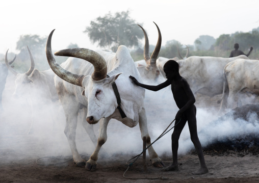 Mundari tribe boy taking care of the long horns cows in the camp, Central Equatoria, Terekeka, South Sudan