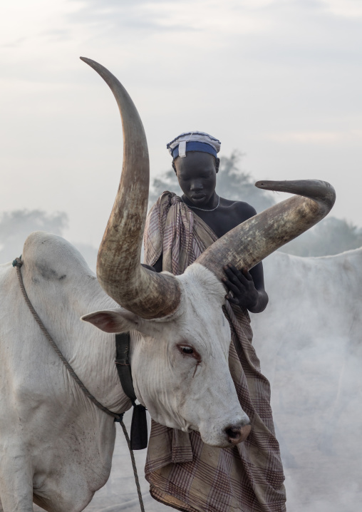 Mundari tribe man covering his cow in ash to repel flies and mosquitoes, Central Equatoria, Terekeka, South Sudan