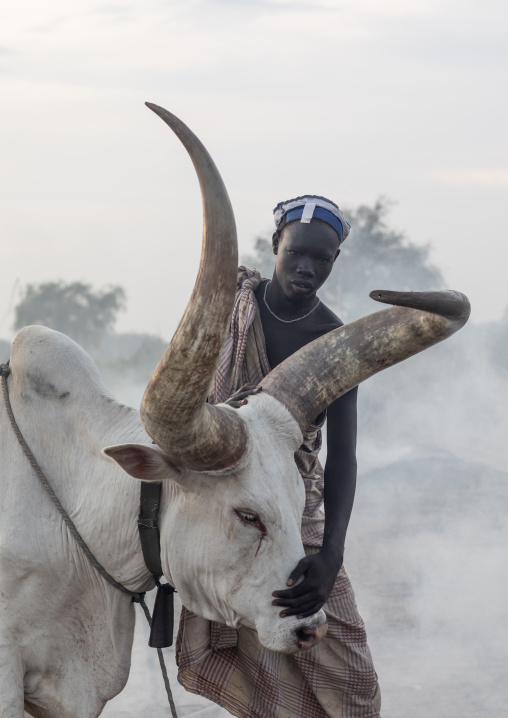 Mundari tribe man covering his cow in ash to repel flies and mosquitoes, Central Equatoria, Terekeka, South Sudan