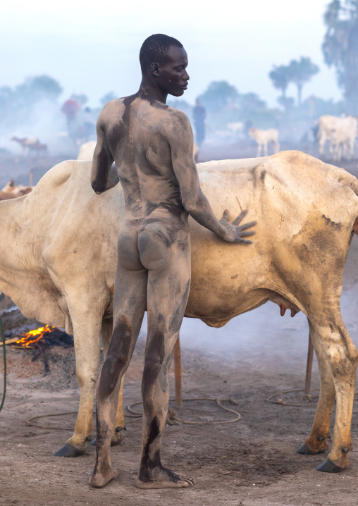 Naked Mundari tribe man covering his cow in ash to repel mosquitoes, Central Equatoria, Terekeka, South Sudan