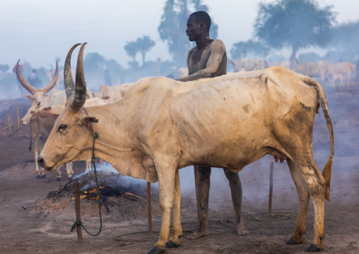 Mundari tribe man covering his cow in ash to repel flies and mosquitoes, Central Equatoria, Terekeka, South Sudan