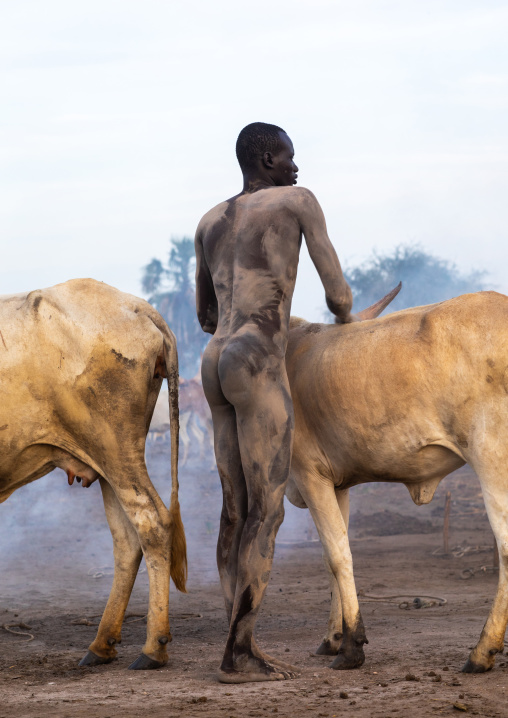 Naked Mundari tribe man covering his cow in ash to repel mosquitoes, Central Equatoria, Terekeka, South Sudan