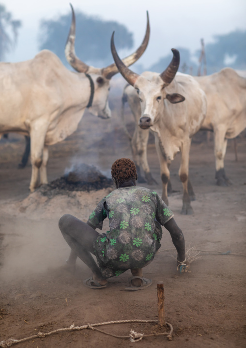 Mundari tribe boy collecting dried cow dungs to make bonfires to repel mosquitoes and flies, Central Equatoria, Terekeka, South Sudan