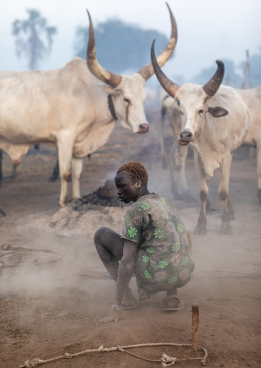 Mundari tribe boy collecting dried cow dungs to make bonfires to repel mosquitoes and flies, Central Equatoria, Terekeka, South Sudan