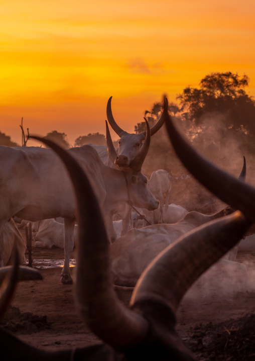 Long horns cows in a Mundari tribe camp, Central Equatoria, Terekeka, South Sudan