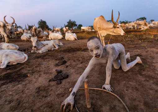 Mundari tribe boy collecting dried cow dungs to make bonfires to repel mosquitoes and flies, Central Equatoria, Terekeka, South Sudan