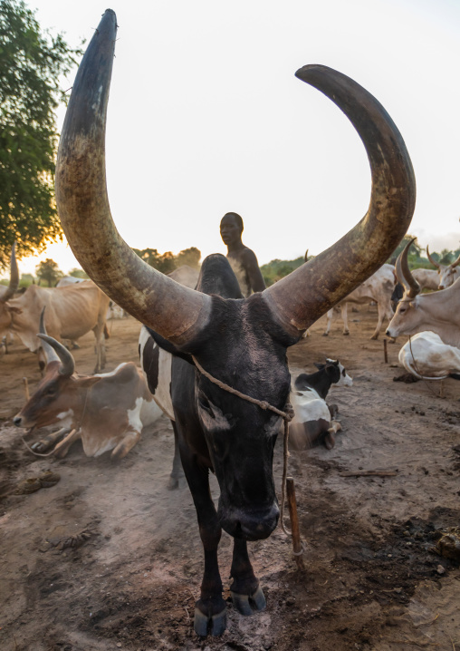 Mundari tribe man covering his cow in ash to repel flies and mosquitoes, Central Equatoria, Terekeka, South Sudan