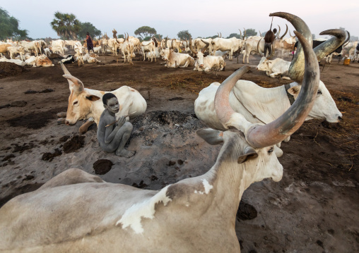 Mundari tribe boy collecting dried cow dungs to make bonfires to repel mosquitoes and flies, Central Equatoria, Terekeka, South Sudan