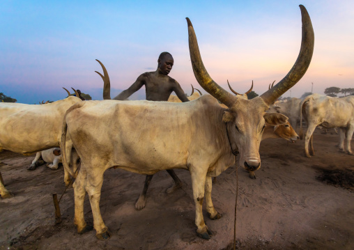 Mundari tribe man covering his cow in ash to repel flies and mosquitoes, Central Equatoria, Terekeka, South Sudan