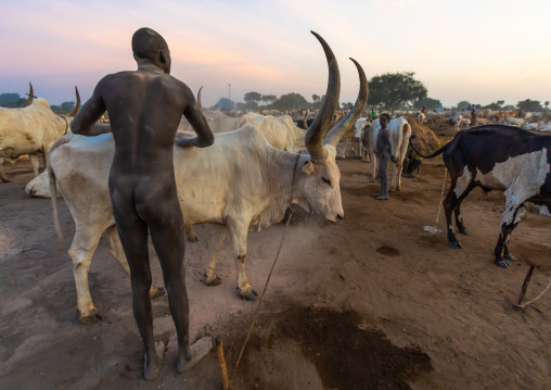 Naked Mundari tribe man covering his cow in ash to repel mosquitoes, Central Equatoria, Terekeka, South Sudan