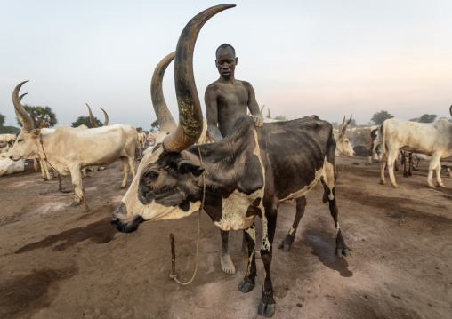 Mundari tribe man covering his cow in ash to repel flies and mosquitoes, Central Equatoria, Terekeka, South Sudan