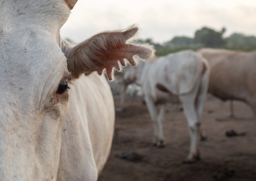 Long horns cow cuttings of the ear decoration and ownership marks in Mundari tribe, Central Equatoria, Terekeka, South Sudan