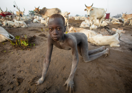 Mundari tribe boy collecting dried cow dungs to make bonfires to repel mosquitoes and flies, Central Equatoria, Terekeka, South Sudan