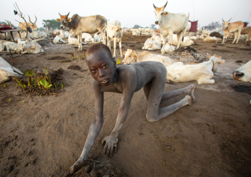 Mundari tribe boy collecting dried cow dungs to make bonfires to repel mosquitoes and flies, Central Equatoria, Terekeka, South Sudan