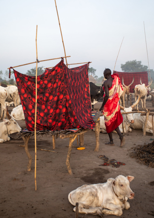 Mundari tribe man resting on a wooden bed in the middle of his long horns cows, Central Equatoria, Terekeka, South Sudan