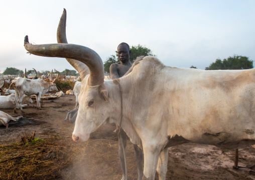 Mundari tribe man covering his cow in ash to repel flies and mosquitoes, Central Equatoria, Terekeka, South Sudan