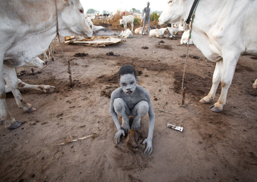 Mundari tribe boy collecting dried cow dungs to make bonfires to repel mosquitoes and flies, Central Equatoria, Terekeka, South Sudan