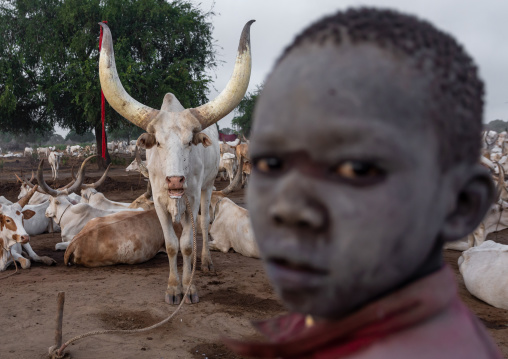 Long horns cows in a Mundari tribe camp, Central Equatoria, Terekeka, South Sudan