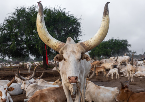 Long horns cows in a Mundari tribe camp, Central Equatoria, Terekeka, South Sudan