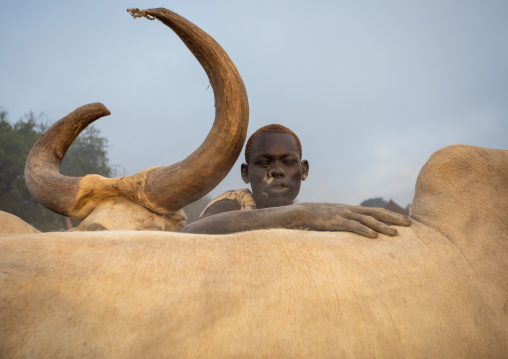 Mundari tribe man covering his cow in ash to repel flies and mosquitoes, Central Equatoria, Terekeka, South Sudan