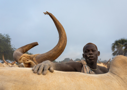 Mundari tribe man covering his cow in ash to repel flies and mosquitoes, Central Equatoria, Terekeka, South Sudan