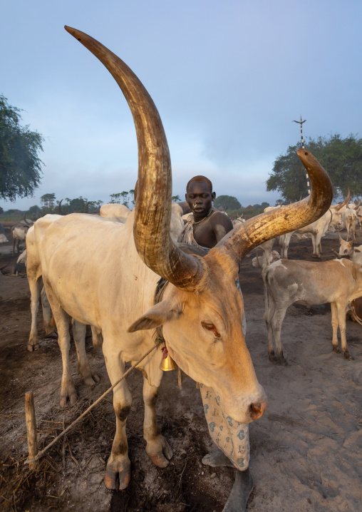 Mundari tribe man covering his cow in ash to repel flies and mosquitoes, Central Equatoria, Terekeka, South Sudan