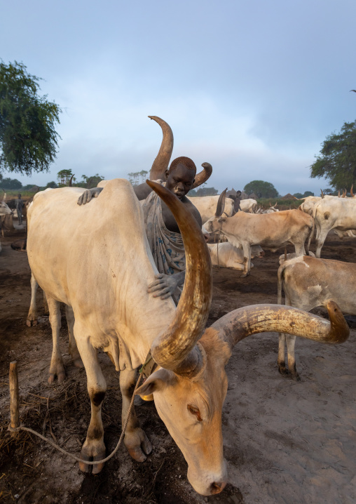 Mundari tribe man covering his cow in ash to repel flies and mosquitoes, Central Equatoria, Terekeka, South Sudan