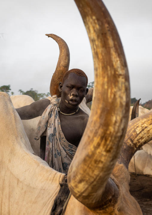 Mundari tribe man covering his cow in ash to repel flies and mosquitoes, Central Equatoria, Terekeka, South Sudan