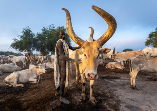 Mundari tribe man covering his cow in ash to repel flies and mosquitoes, Central Equatoria, Terekeka, South Sudan